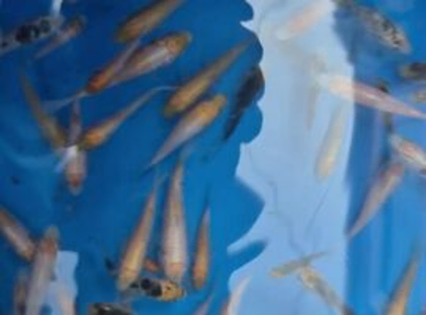 Koi fry for sale