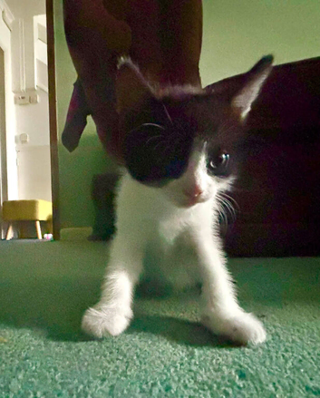 Kittens