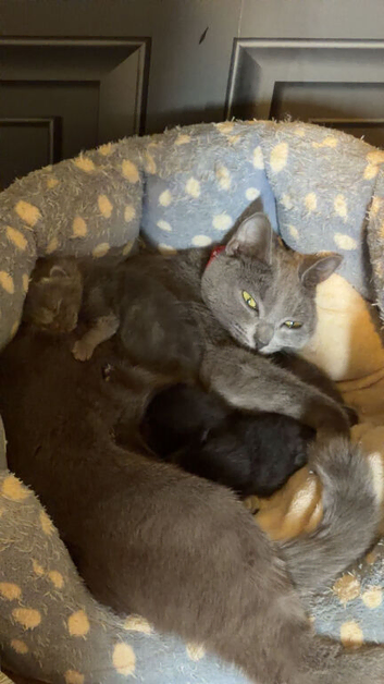 3 gorgeous kittens for sale