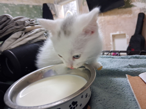 Last white male BSH kitten