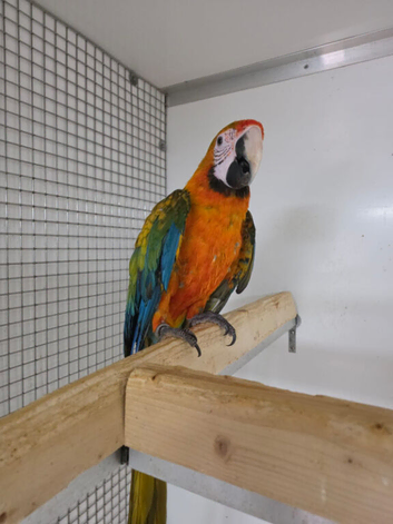 SOLD Catalina Macaw Hen 18 Months old