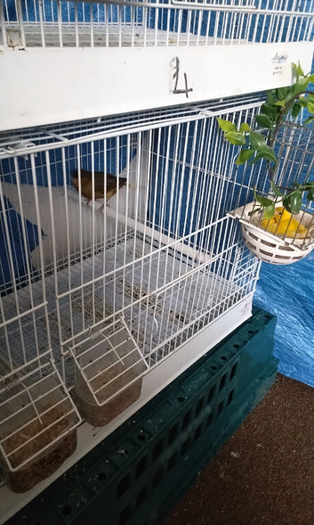 Canaries