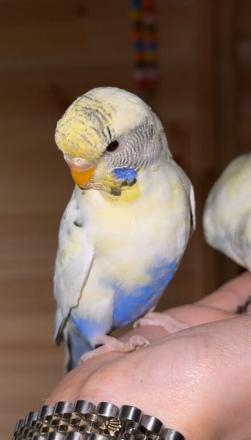 Pied Budgies read desc