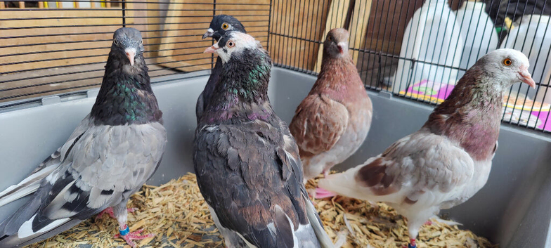 Roller pigeon's for sale