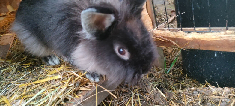 Short hair lionhead boy