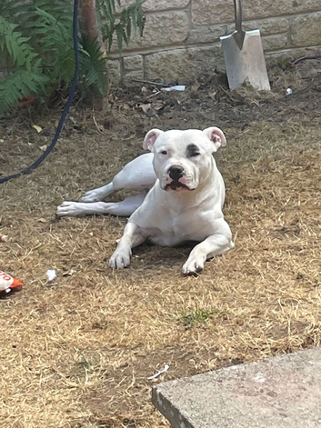 Gorgeous staffy for stud