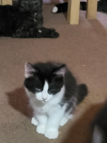 8 week old kittens for sale