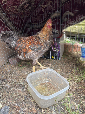 Hen and rooster