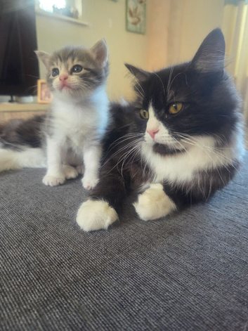 Male BSH cross kitten