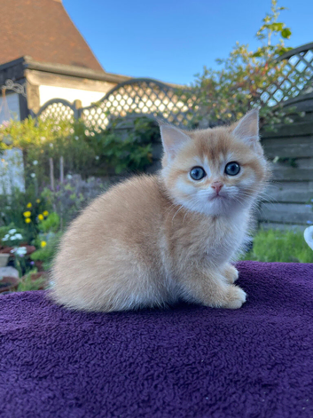 Golden Female in Tamworth