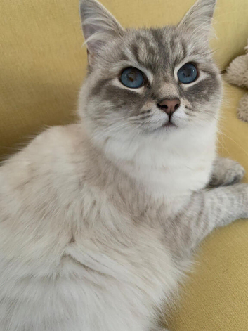 Beautiful Female Siberian Cat