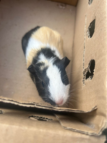 7 week old mixed guinea pigs, 2 one year old male pigs