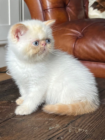 Colourpoint Exotic Kittens for sale