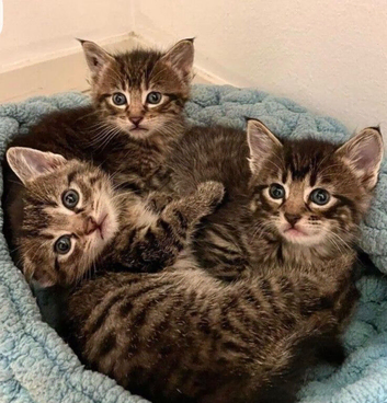 Kittens ready now