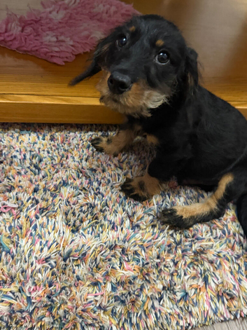 Cavapoo x dachshund 15 weeks old