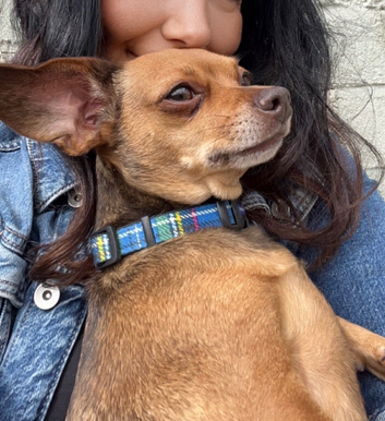 dachshund x chihuahua 5years old female