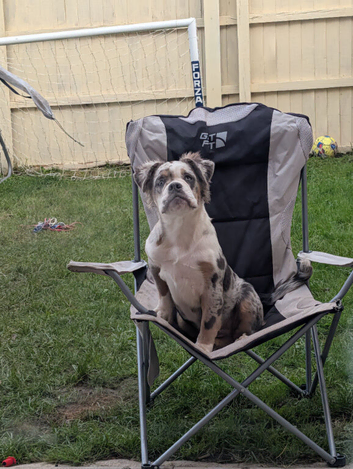Visual fluffy olde English bulldogge