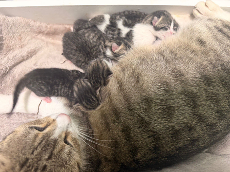 4 kittens ready on the 3 October