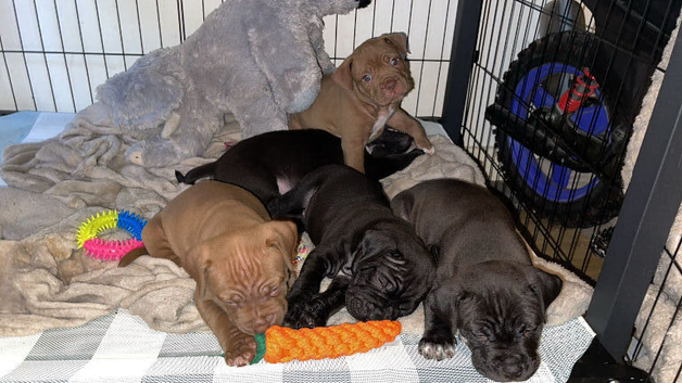 Dogue de Bordeaux X sharpei puppies