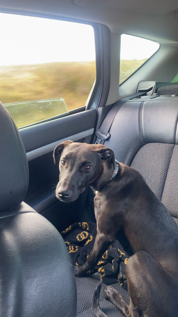 Dottie Beautiful female pup