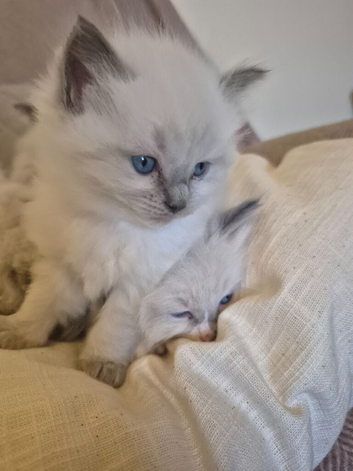 Beautiful Ragdoll kittens