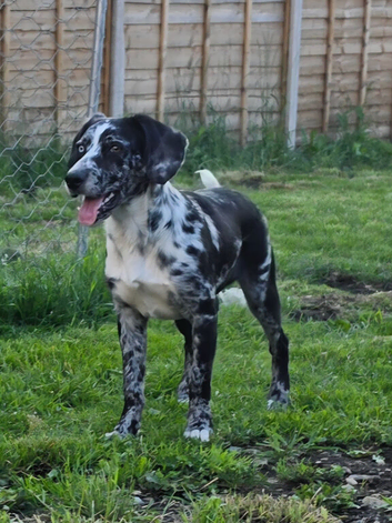 Rehoming my Puppy