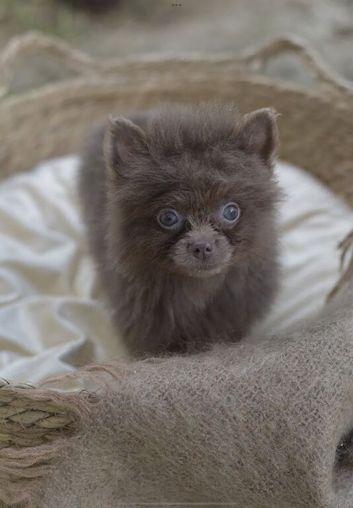 POMERANIAN PUPPY LAVENDER BOY