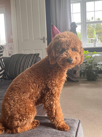 2 year old beautiful boy for stud