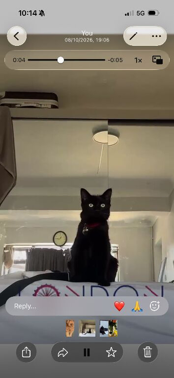 Beautiful 8 month old male cat for adoption rehome