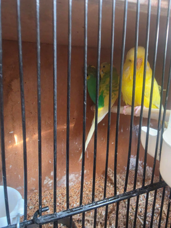 Budgies