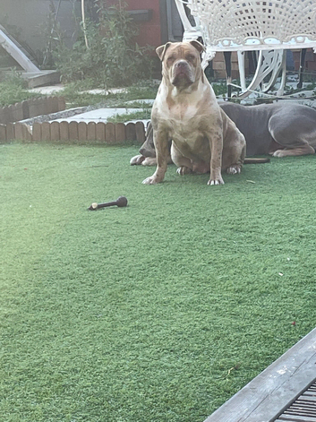 American bull breed