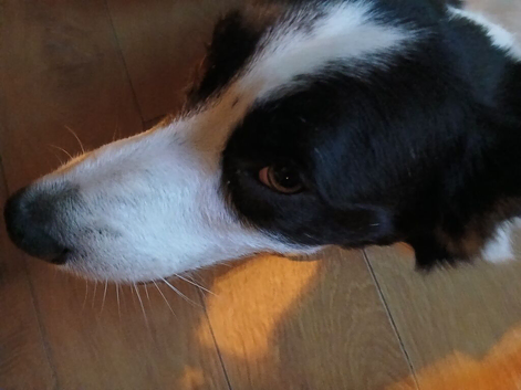 7 year old border collie