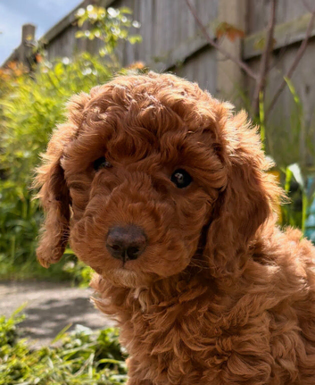 All now sold - awaiting collection for future litter contact me gorgeous miniature poodle pups ready now