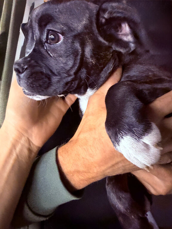 ️ CHUNKY BOXER &times; FRENCHIE BABIES ️ Boxer x french bulldog - only 3 left out litter of 6. Girls only