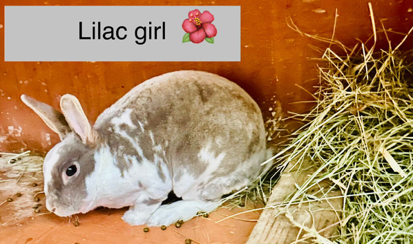 Lilac Mini Rex girl