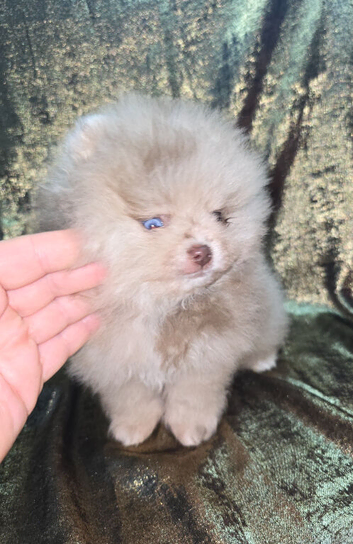 CHIAO LI YA plush merle beautiful lineage pomeranian