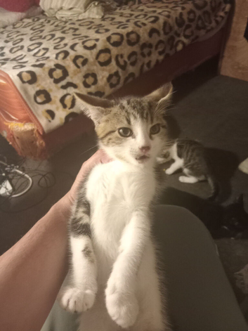 3 little kitten bagels