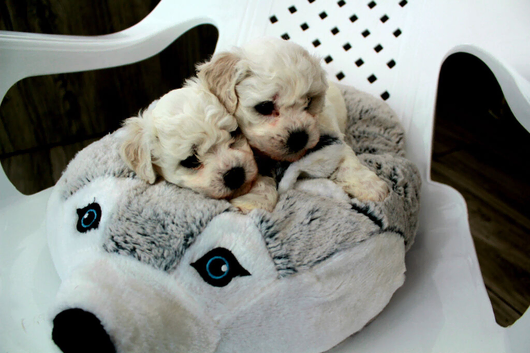 KC Registered Bichon Frise Champion Lines