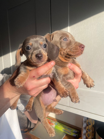 Exceptional Miniature Dachshund Puppies &ndash; Isabella & Blue
