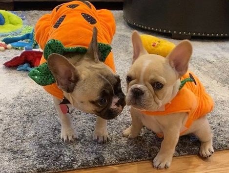 Stunning French Bulldog Babies(KC Registered)