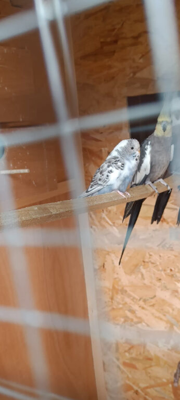 Female Pied budgie for sale in WS3