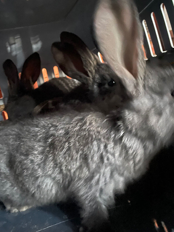Female Continental giant rabbit