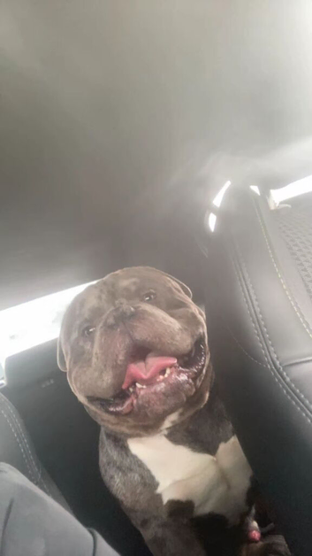 Ghost the bully