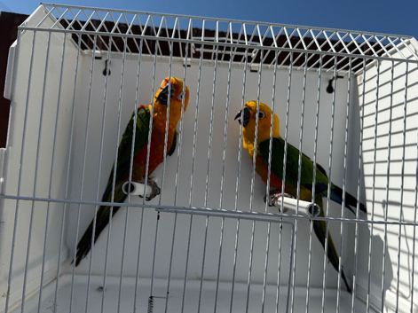 Proven pair jenday conure