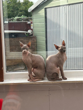 Female Sphynx x2
