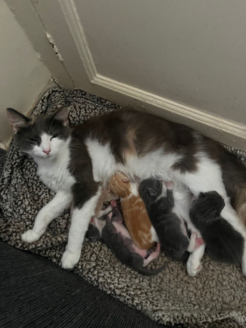 Kittens available 9wks