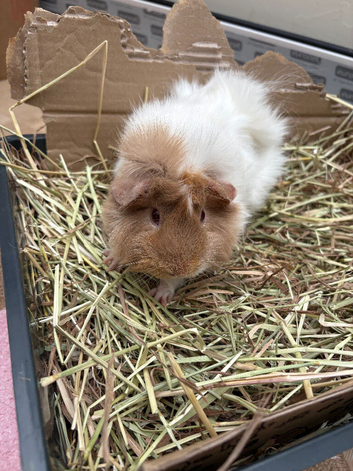 3 girls guinea pigs