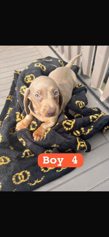 Dachshund