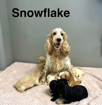 Charming cockapoo girls and boys available