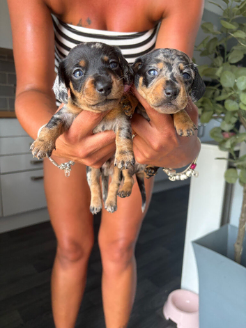 Kc miniature dachshund